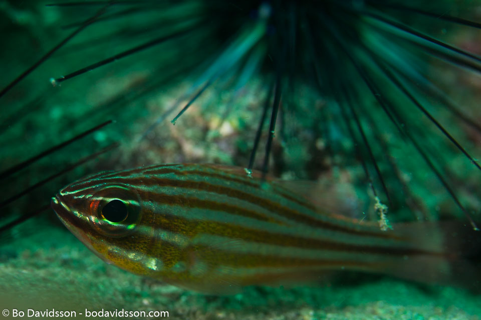 BD-161103-Alor-4600-Ostorhinchus-holotaenia-(Regan.-1905)-[Copperstriped-cardinalfish].jpg